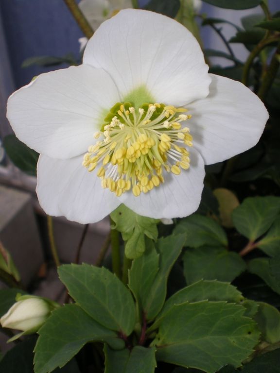 Helleborus niger Helleborus niger