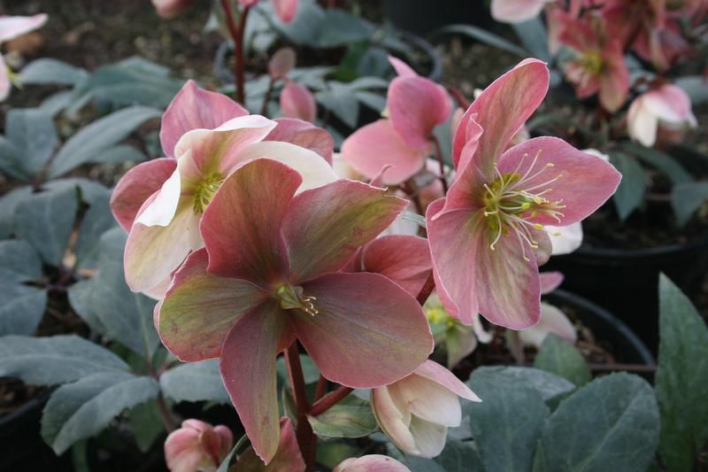Helleborus x ericsmithii 'Winter Sunshine' Helleborus x ericsmithii 'Winter Sunshine'