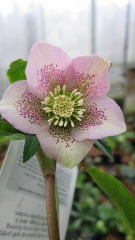 Helleborus x hybridus 'Pretty Ellen Pink' Helleborus x hybridus 'Pretty Ellen Pink'