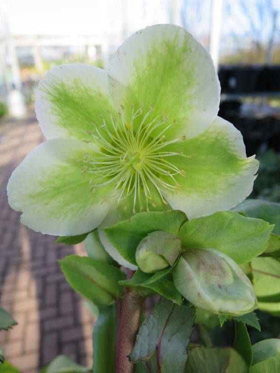 Helleborus x nigercors 'Royal Sofia' Helleborus x nigercors 'Royal Sofia'