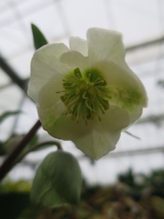 Helleborus x sahinii 'Winterbells' Helleborus x sahinii 'Winterbells'