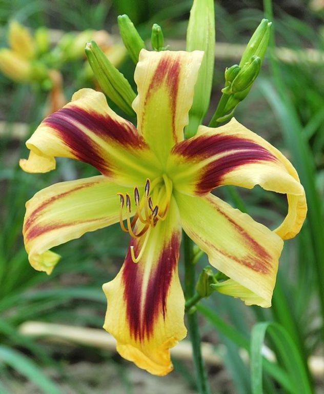 Hemerocallis 'Free Wheelin' Hemerocallis 'Free Wheelin'