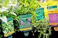 Herbs and Vegetable plants