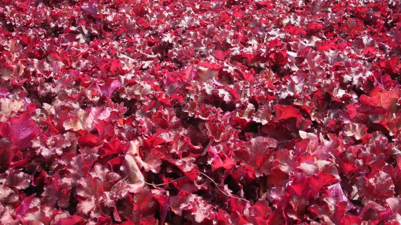 Heuchera ‘Boysenberry’ Heuchera ‘Boysenberry’