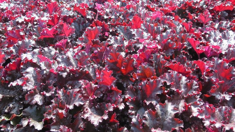 Heuchera 'Dark Secret' Heuchera 'Dark Secret'