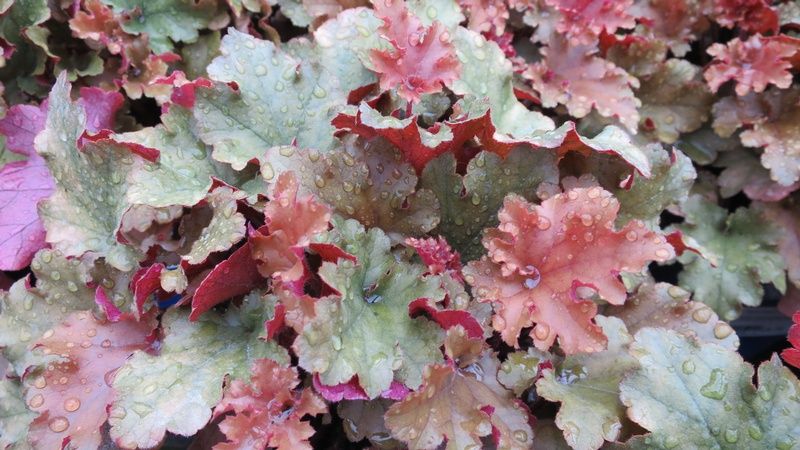 Heuchera 'Marmalade' Heuchera 'Marmalade'