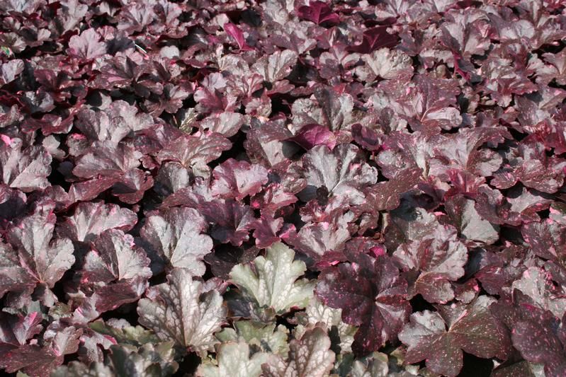 Heuchera 'Midnight Rose' Heuchera 'Midnight Rose'