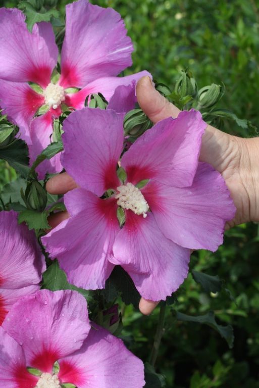 Hibiscus 'Rose Moon' Hibiscus 'Rose Moon'