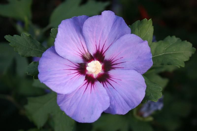 Hibiscus syriacus 'Blue Bird' Hibiscus syriacus 'Blue Bird'