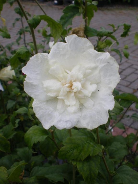 Hibiscus syriacus 'White Chiffon' Hibiscus syriacus 'White Chiffon'