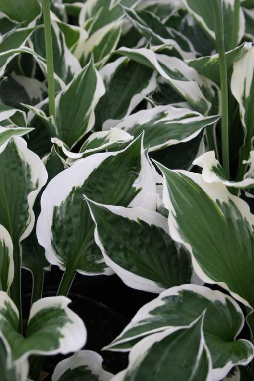 Hosta 'Patriot' Hosta 'Patriot'