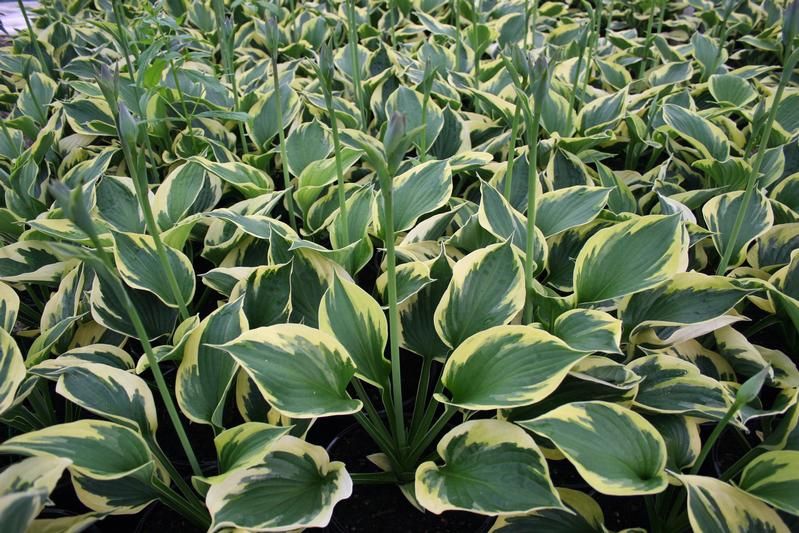 Hosta 'Twilight' (fortunei) Hosta 'Twilight' (fortunei)