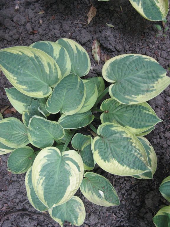 Hosta 'Wide Brim' Hosta 'Wide Brim'
