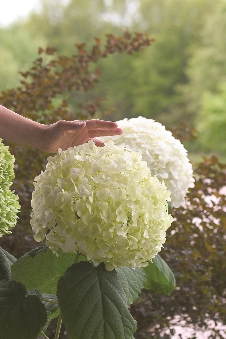 Hydrangea arborescens Annabelle® range Hydrangea arborescens Annabelle® range