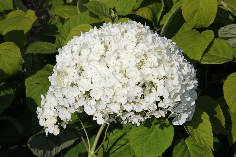 Hydrangea arborescens Incrediball Hydrangea arborescens Incrediball