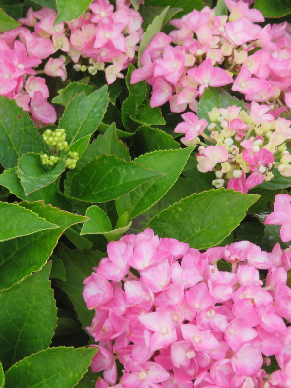 Hydrangea m. 'Forever & Ever Hortbux Pink' Hydrangea m. 'Forever & Ever Hortbux Pink'