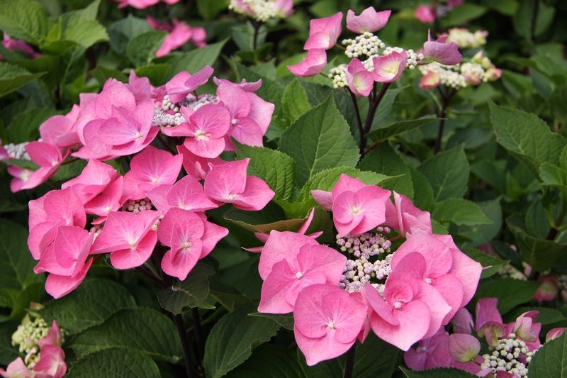 Hydrangea macrophylla 'Zorro' Hydrangea macrophylla 'Zorro'