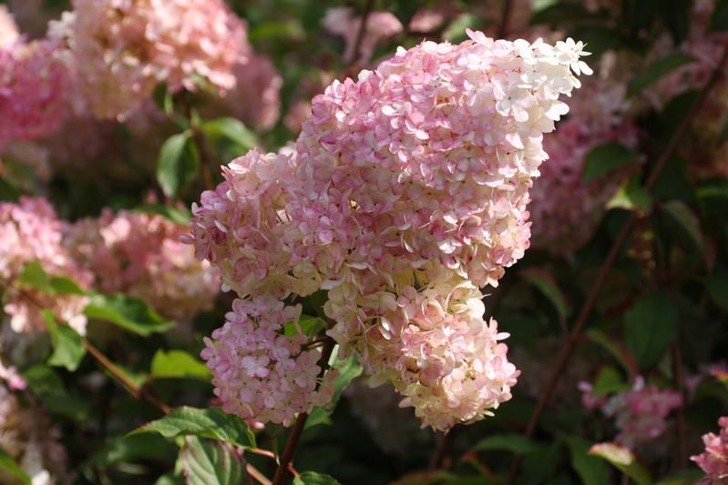 Hydrangea paniculata 'Vanille Fraise' Hydrangea paniculata 'Vanille Fraise'