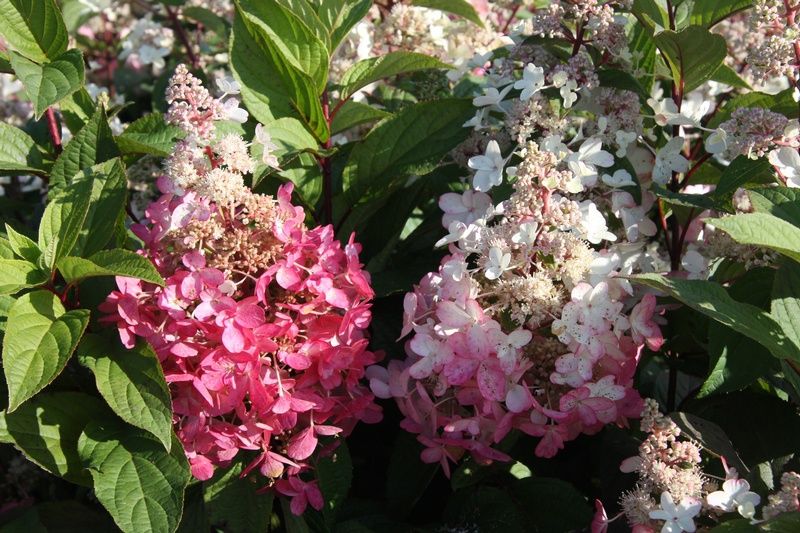 Hydrangea Pinky Winky Hydrangea Pinky Winky