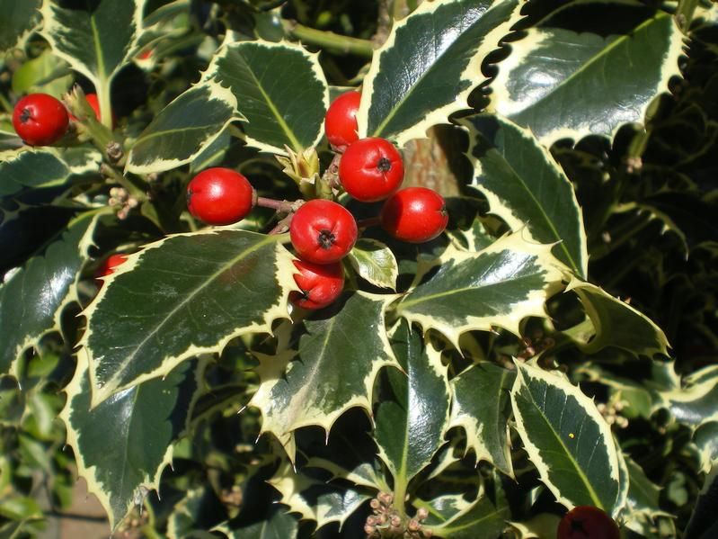 Ilex aquifolium 'Argentea Marginata' Ilex aquifolium 'Argentea Marginata'