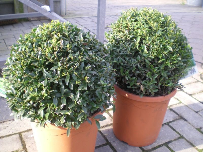 Ilex crenata 'Blondie' Ilex crenata 'Blondie'