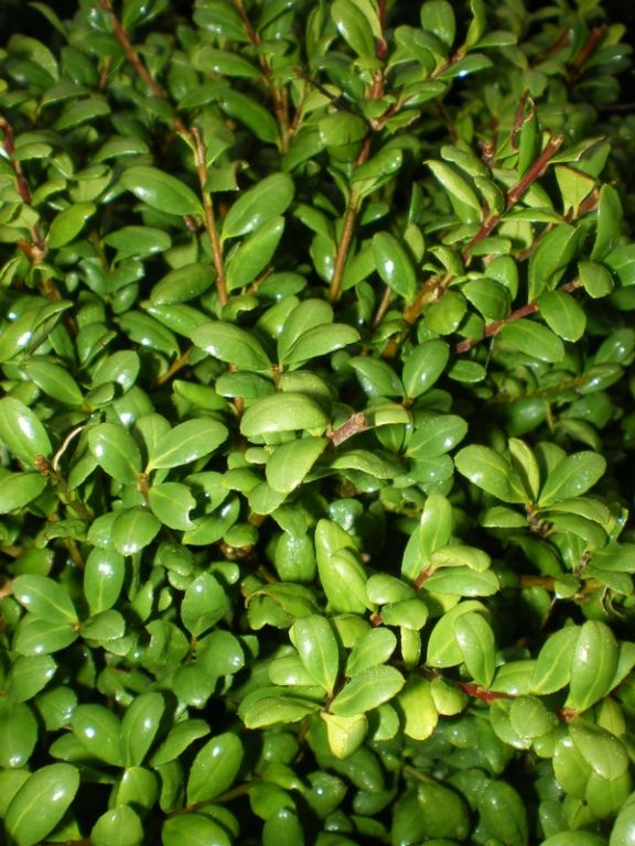 Ilex crenata 'Convexa' Ilex crenata 'Convexa'