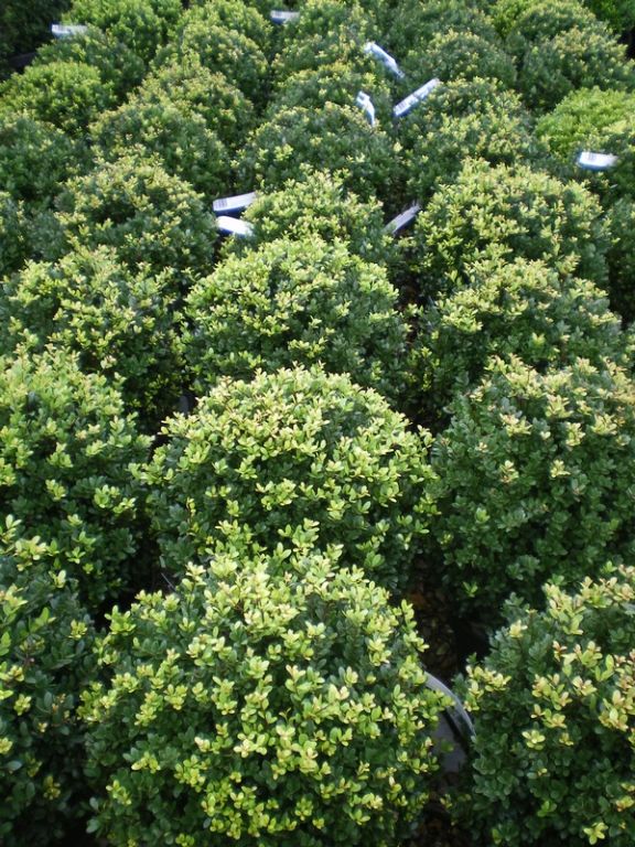 Ilex crenata 'Dark Green' BALL Ilex crenata 'Dark Green' BALL