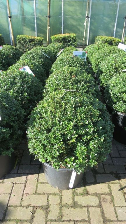 Ilex crenata 'Maxima' BALL Ilex crenata 'Maxima' BALL