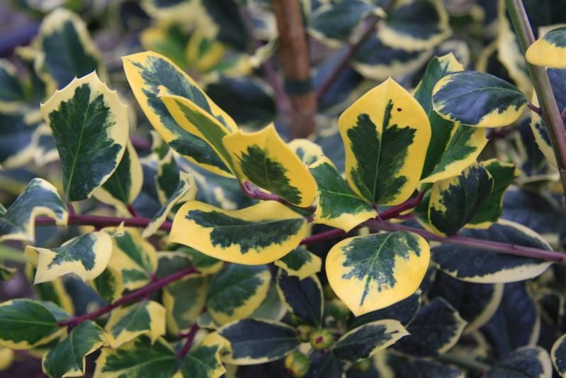 Ilex x altaclerensis 'Golden King' Ilex x altaclerensis 'Golden King'