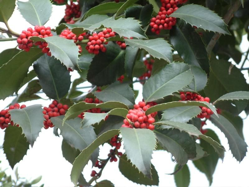 Ilex x koehneana 'Chestnut Leaf' Ilex x koehneana 'Chestnut Leaf'