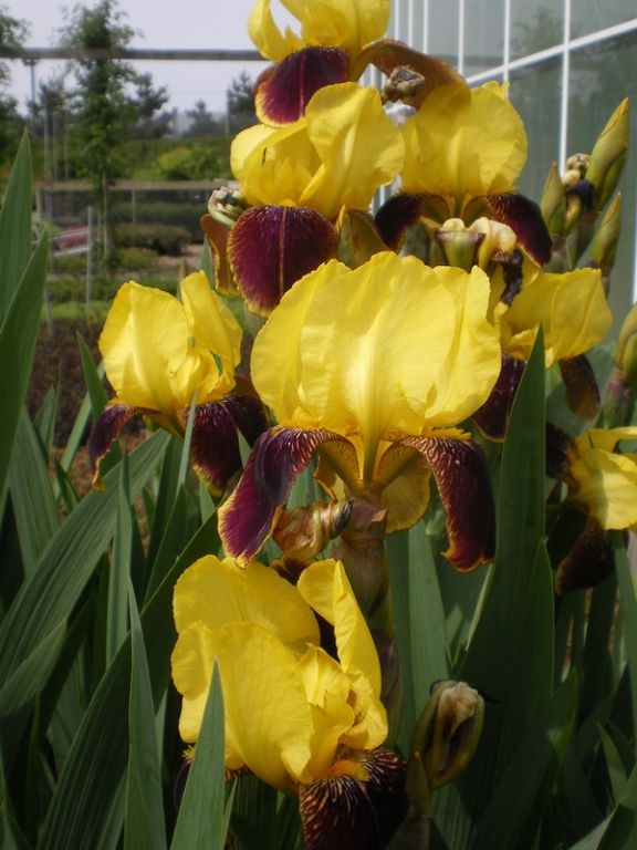 Iris 'Rajah' Iris 'Rajah'