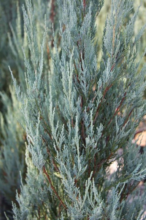 Juniperus virginiana 'Skyrocket' Juniperus virginiana 'Skyrocket'