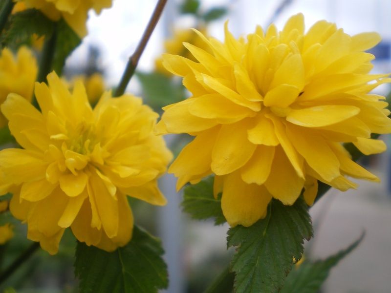 Kerria japonica 'Pleniflora' Kerria japonica 'Pleniflora'