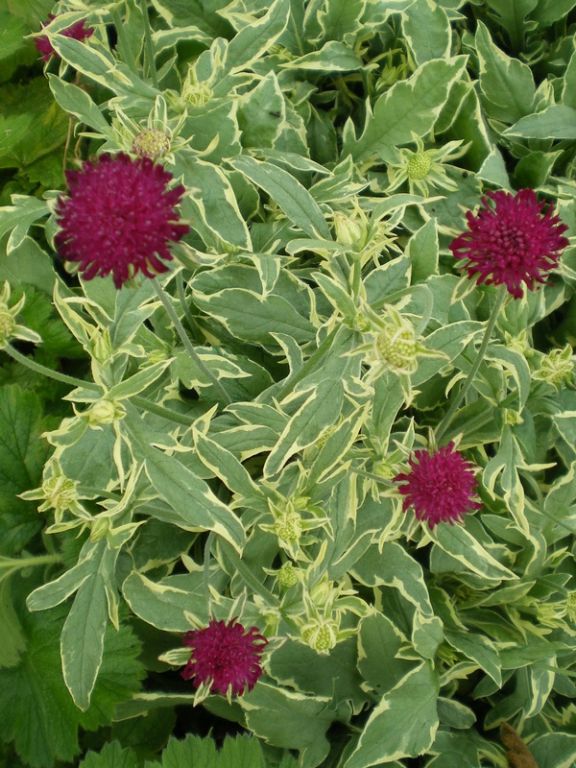 Knautia macedonica 'Thunder and Lightning' Knautia macedonica 'Thunder and Lightning'