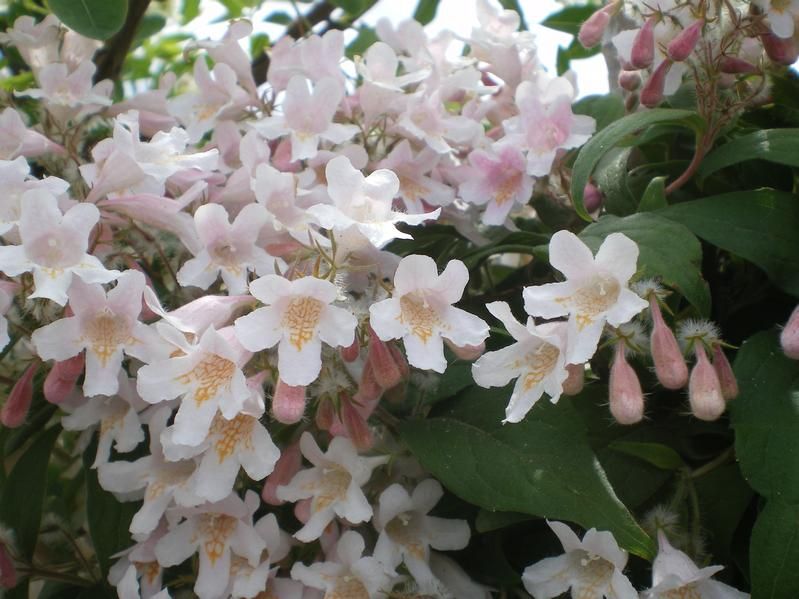 Kolkwitzia amabilis 'Pink Cloud' Kolkwitzia amabilis 'Pink Cloud'