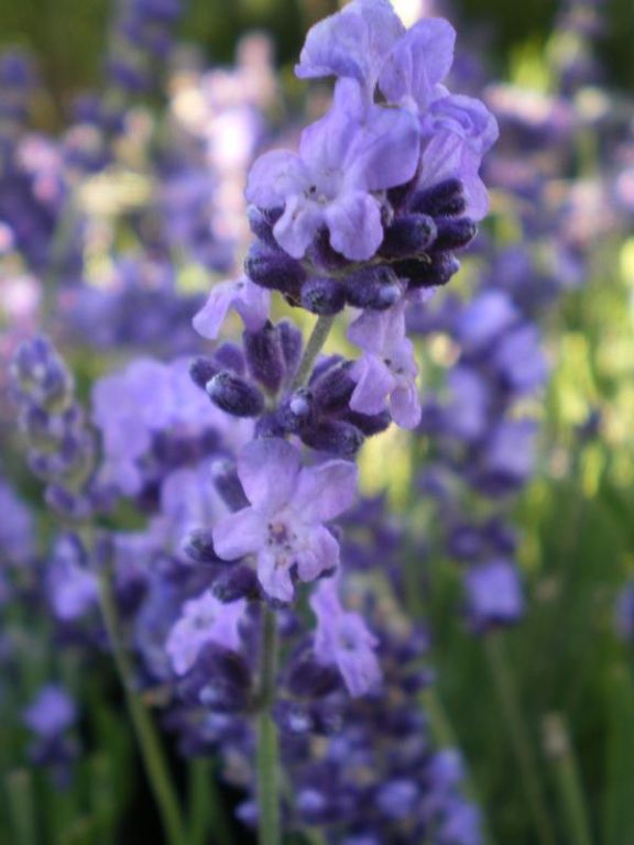 Lavandula angustifolia 'Blue Rider' Lavandula angustifolia 'Blue Rider'