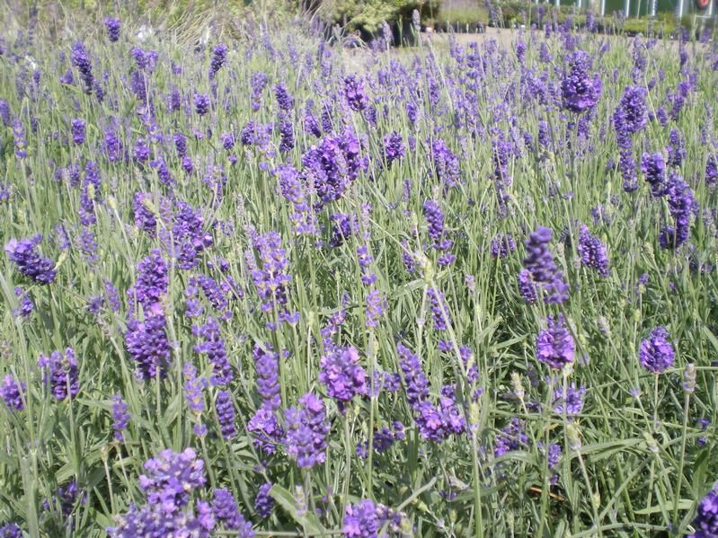Lavandula angustifolia 'Hidcote' Lavandula angustifolia 'Hidcote'