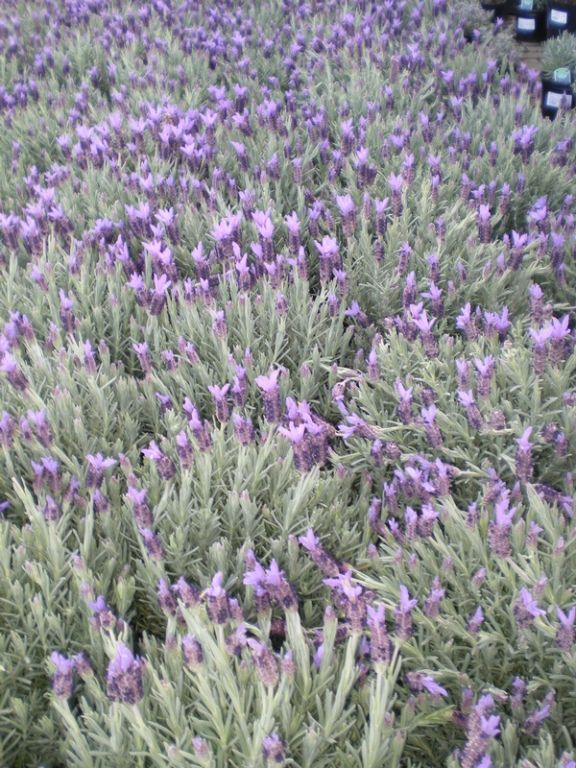 Lavandula stoechas Lavandula stoechas