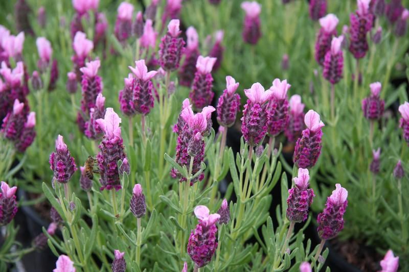 Lavandula stoechas Little Bee Deep Rose 