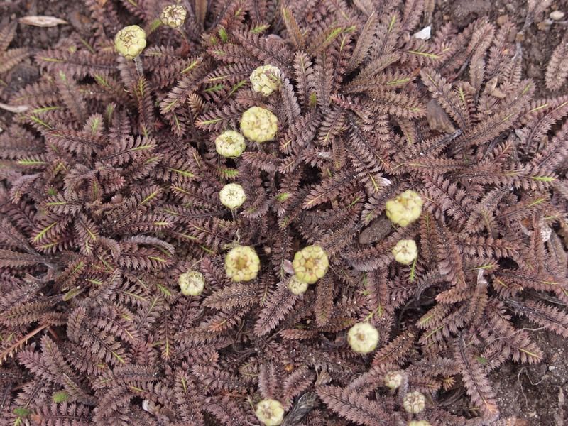 Leptinella squalida ‘Platt’s Black’ Leptinella squalida ‘Platt’s Black’