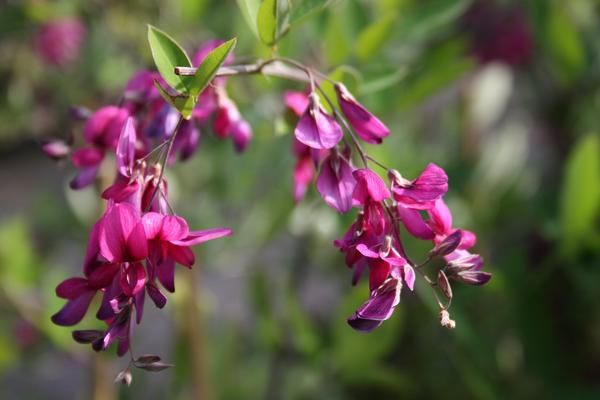 Lespedeza thunbergii Lespedeza thunbergii