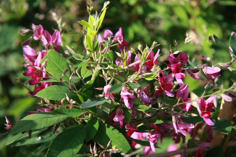 Lespedeza thunbergii Lespedeza thunbergii