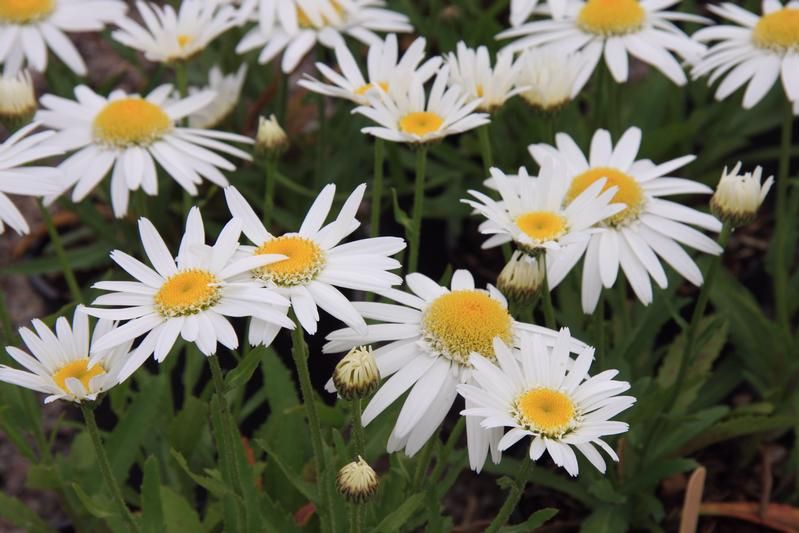 Leucanthemum 'Angel' Leucanthemum 'Angel'