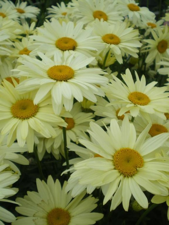 Leucanthemum x superbum 'Broadway Lights' Leucanthemum x superbum 'Broadway Lights'