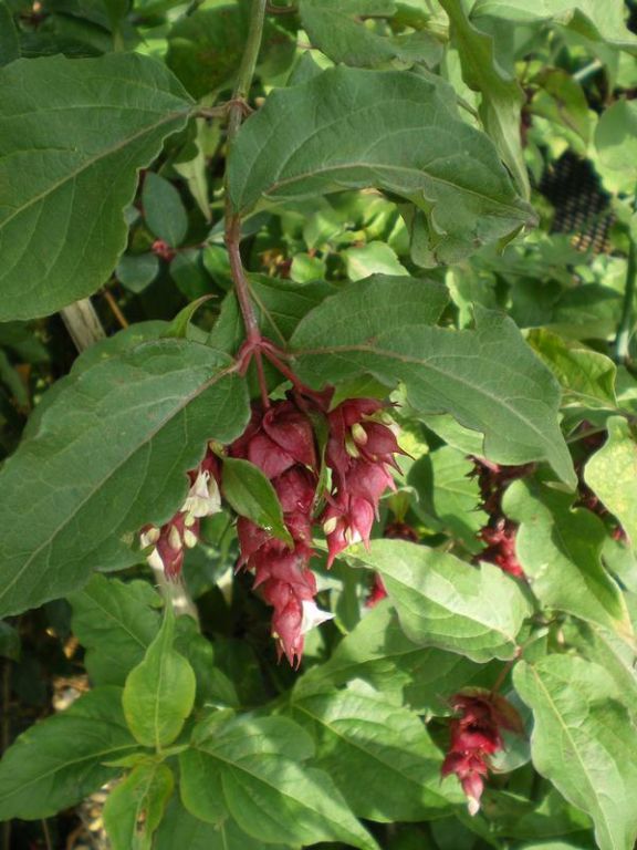 Leycesteria formosa 'Purple Rain' Leycesteria formosa 'Purple Rain'
