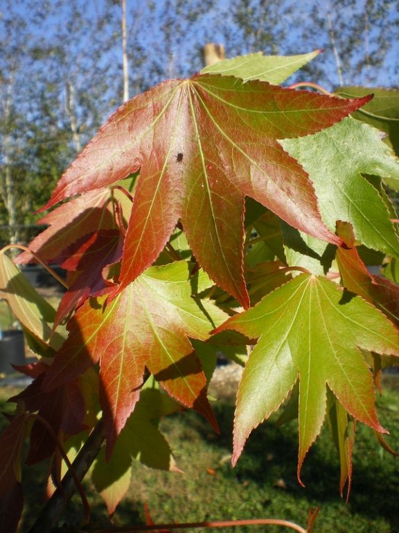 Liquidambar styraciflua 'Paarl' Liquidambar styraciflua 'Paarl'