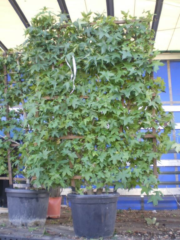 Liquidambar styraciflua PANEL Liquidambar styraciflua PANEL