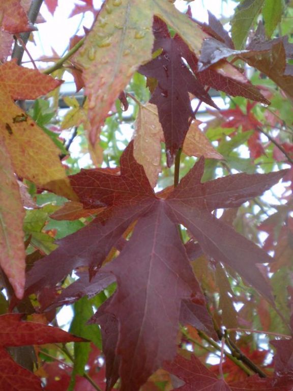 Liquidambar styraciflua 'Worplesdon' Liquidambar styraciflua 'Worplesdon'