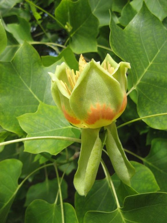 Liriodendron tulipifera Liriodendron tulipifera