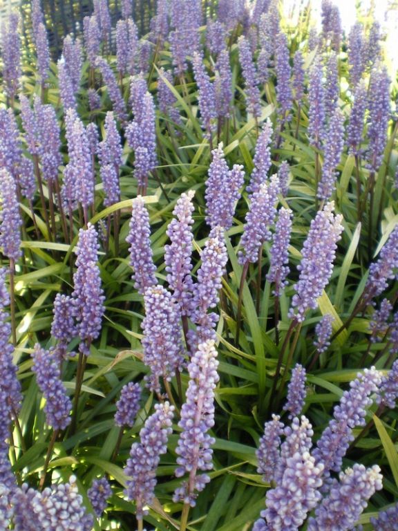 Liriope muscari 'Moneymaker' Liriope muscari 'Moneymaker'